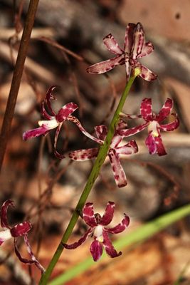 # South-east Queensland, again #