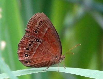 # north Australian butterflies #