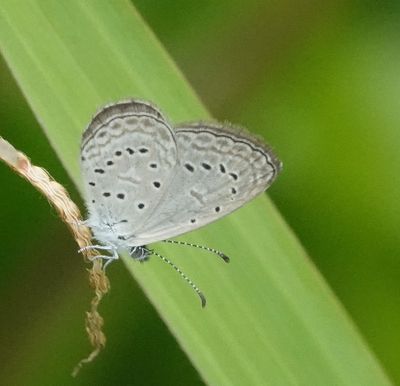 # north Australian butterflies #