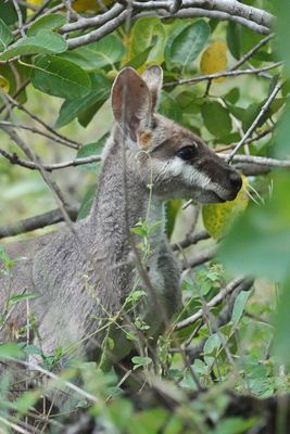 # random fauna #