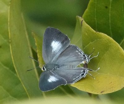 # north Australian butterflies #