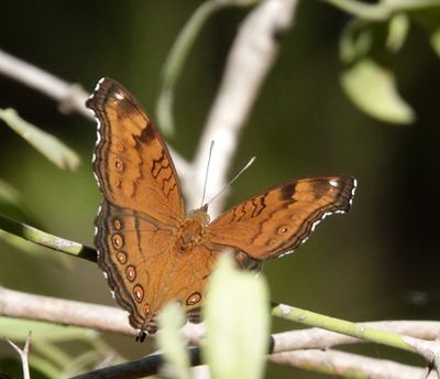 # more butterflies #