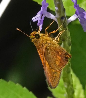 # north Australian butterflies #