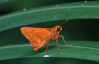 # north Australian butterflies #