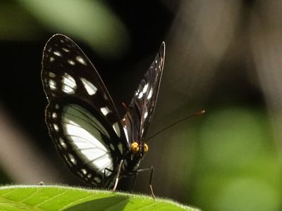 # more butterflies #