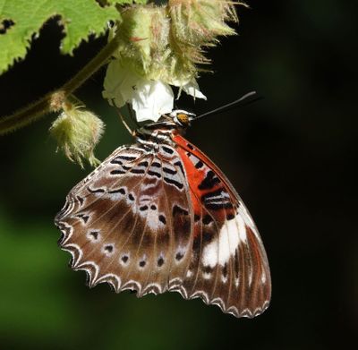 # north Australian butterflies #