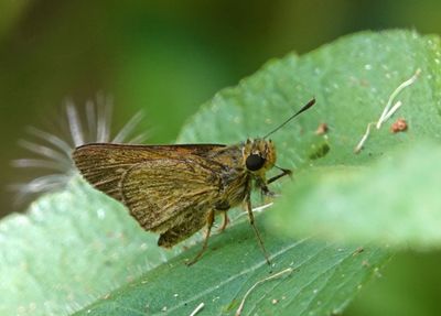 # north Australian butterflies #