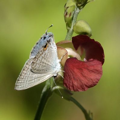 # more butterflies #