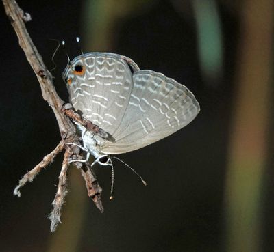 # more butterflies #