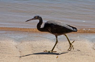 # Oz birds #