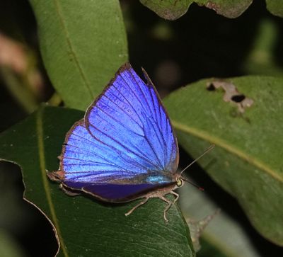 Shining Oak-blue male Townsville Qld 04263.JPG