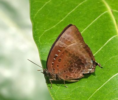 # north Australian butterflies #