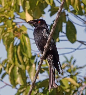 # Oz birds #