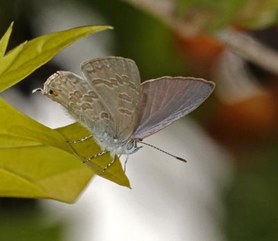 # more butterflies #