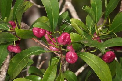 # forest fruit #