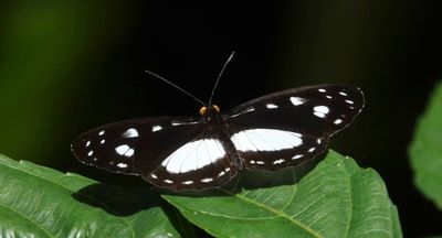 # more butterflies #