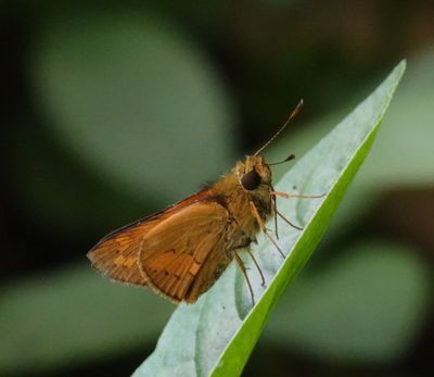 # more butterflies #