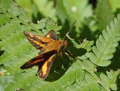 # north Australian butterflies #