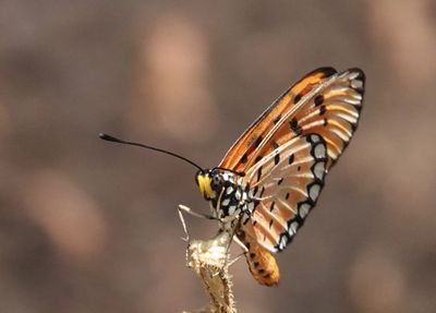 # more butterflies #