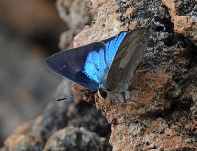 # north Australian butterflies #
