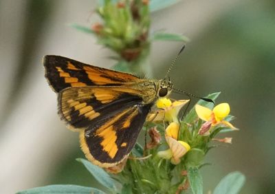 # north Australian butterflies #