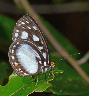 # more butterflies #