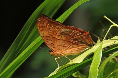 # more butterflies #