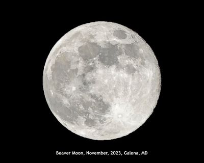 Beaver Moon