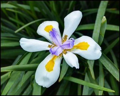 Longwood Gardens, April, 2015