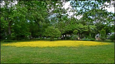 Buttercups 2024