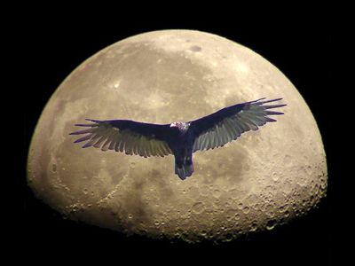 Vulture Moon