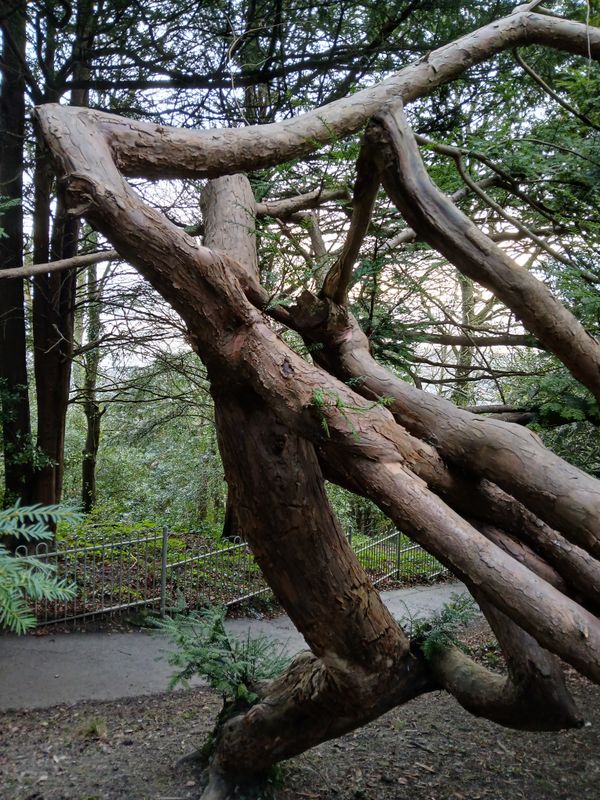 5th February 2025 - a twisted tree in a nearby park