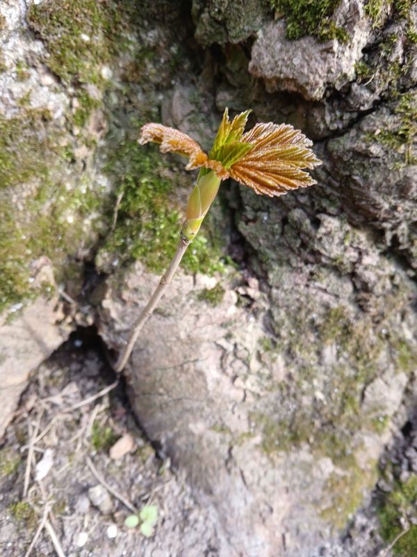 4th April 2025 - young sycamore shoot growing from the base of a tree
