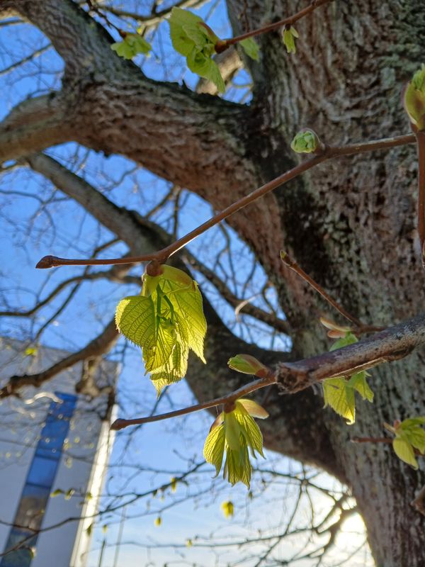 6th April 2025 - young leaves emerging