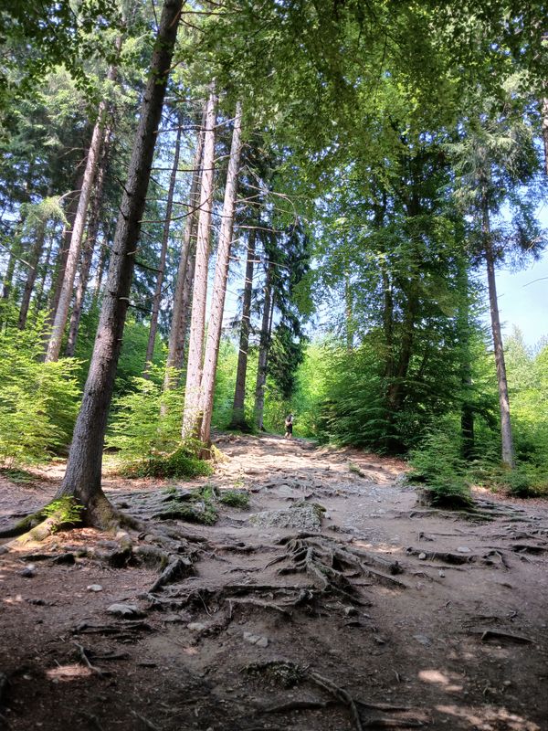 11th June 2025 - forest path in Tirol, Austria 