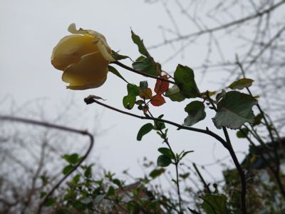 4th January 2025 - Yellow Rose of Winter