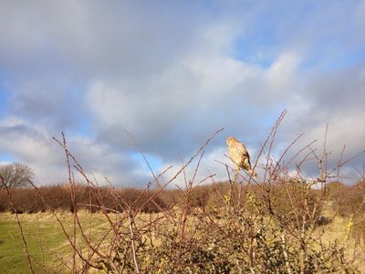 7th January 2025 - Kestrel in a Tree