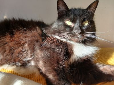 12th January 2025 - Fluffy sunbathing