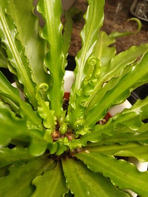 16th January 2025 - Bird’s nest fern