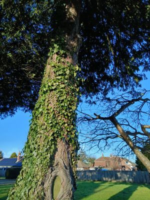 1st February 2025 - ivy on a tree
