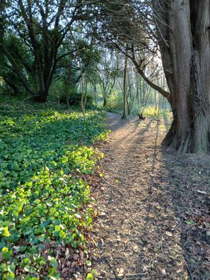 2nd February 2025 - woodland path