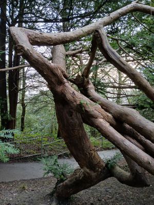 5th February 2025 - a twisted tree in a nearby park