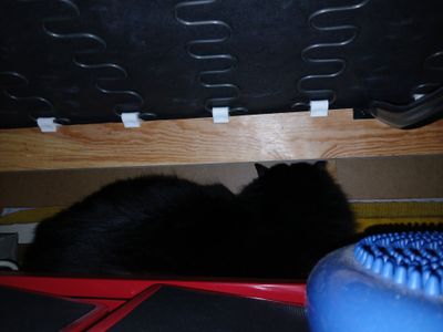 11th February 2025 - Fluffy in a huff because she went to the vets