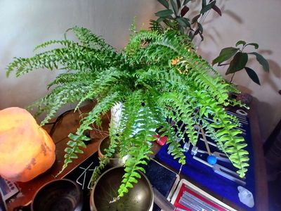 12th February 2025 - one of my favourite houseplants