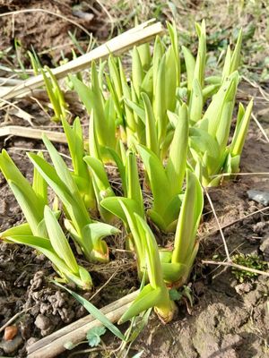 19th February 2025 - new growth in the garden