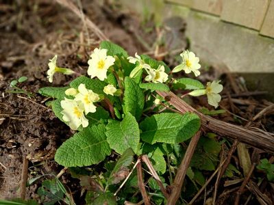 28th February 2025 - primrose in my mother’s garden