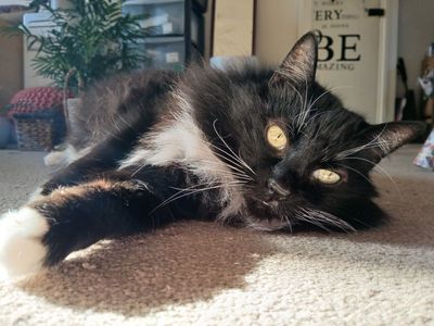 6th March 2025 - Fluffy enjoying the sunshine