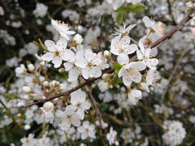16th March 2025 - blackthorn blossom
