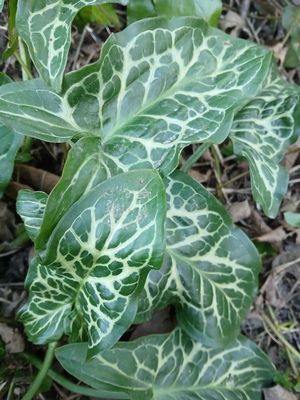 18th March 2025 - Italian arum, also known as cuckoo pint or lords and ladies