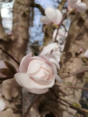 21st March 2025 - a neighbour’s magnolia tree